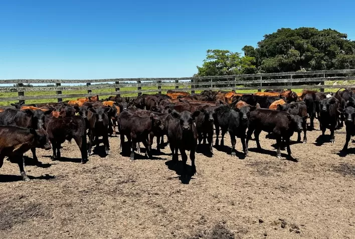 Pecuária de cria vive momento favorável e exige maior profissionalização dos produtores