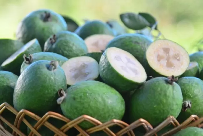 Goiaba-serrana: Fruta Nativa do Sul do Brasil Conclui Sua Colheita em Santa Catarina