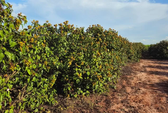 Urucum de Paranacity conquista a primeira Indicação Geográfica para o fruto no Brasil