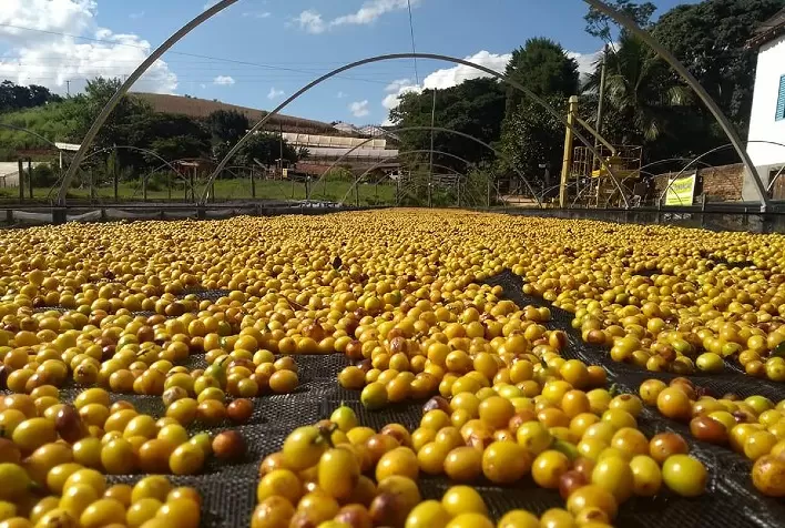 O Papel do Arame na Produção de Café: Tecnologia e Qualidade em Cada Etapa do Processo