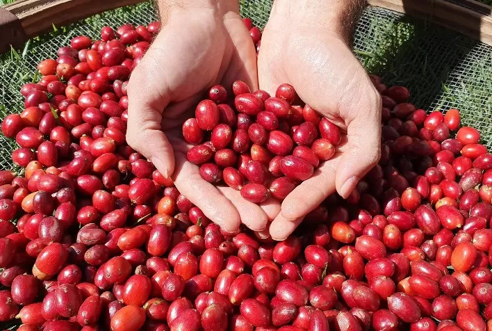 Espírito Santo inicia colheita do café conilon de 2025 com evento técnico em Jaguaré