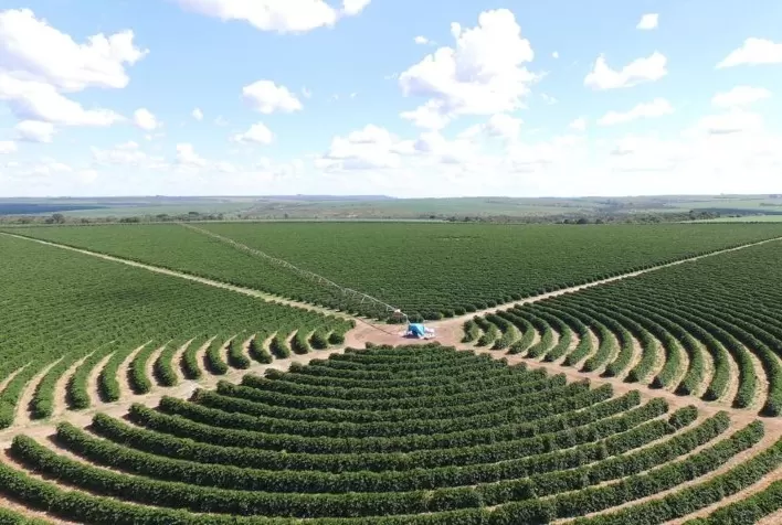 Colheita de Café na Alta Mogiana Começa com Preços Firmes, Mas Expectativa de Menor Produtividade