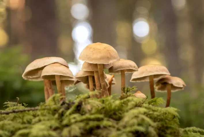Controle biológico de pragas: soluções naturais ganham espaço no agronegócio com o uso de fungos