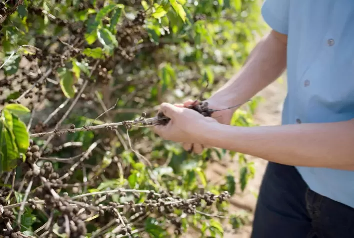 Bayer Destaca Soluções Integradas para a Cafeicultura no 10º Coffee Dinner & Summit