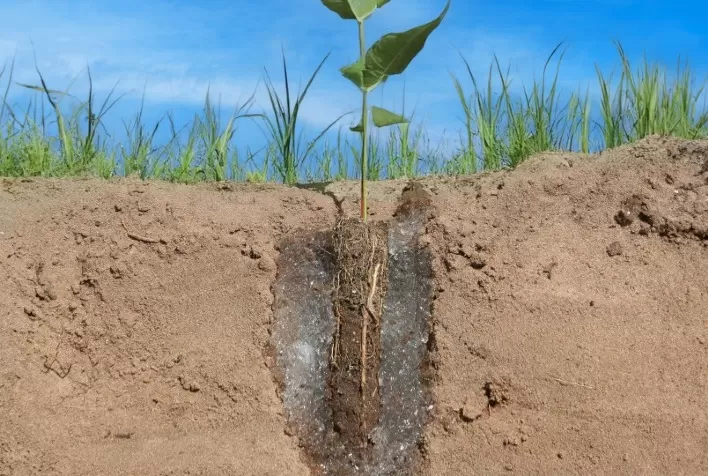 Polímeros Superabsorventes: Inovação Tecnológica para Superar a Escassez Hídrica na Agricultura
