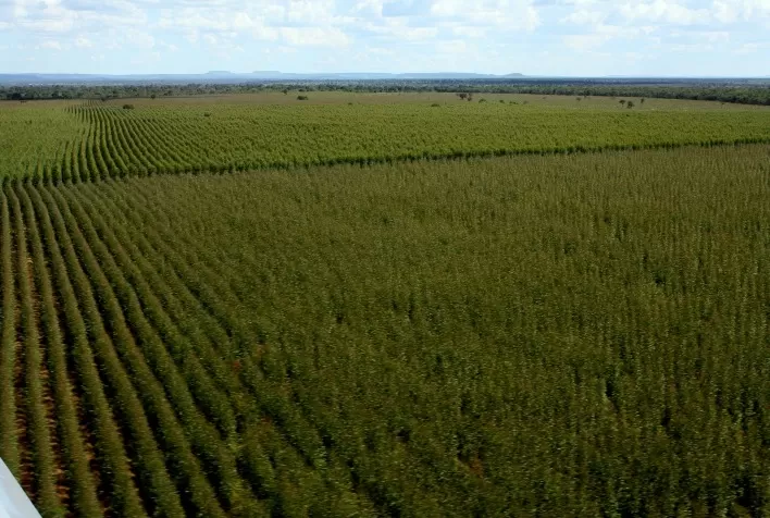 Grupo Ouro Verde Florestal se Estabelece como Referência no Setor com Soluções Sustentáveis do Plantio à Colheita
