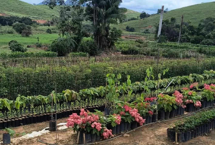 Emater-MG lança catálogo com 76 viveiristas de Dona Euzébia, referência em produção de mudas no estado