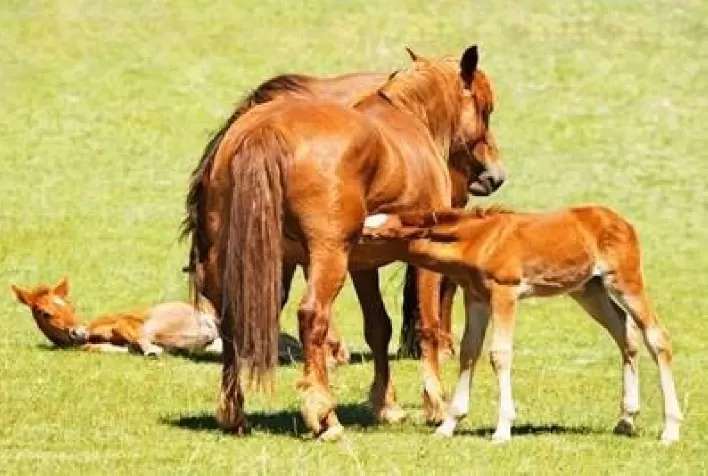 Reprodução Equina: O Uso do hCG como Aliado Promissor no Sêmen Congelado