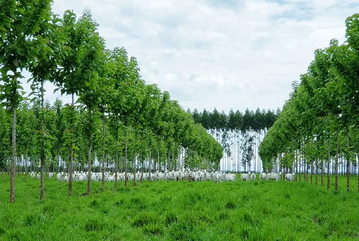 Sistema Bacaeri – BoiTeca: Inovação na Integração Pecuária-Floresta e Potencial Econômico para o Produtor Rural