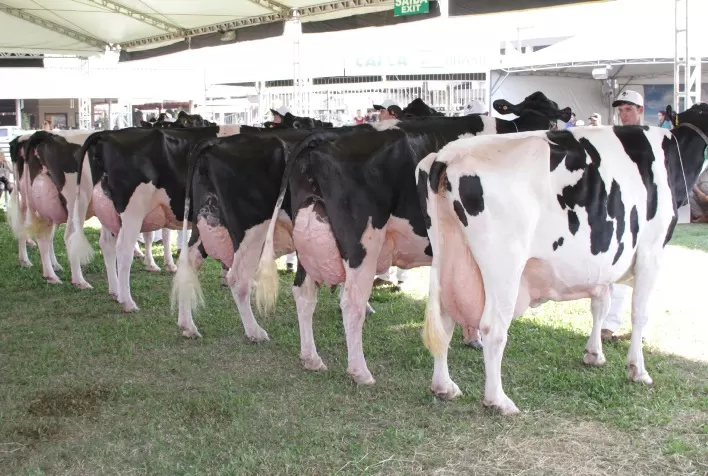 Raça Holandesa Marcará Presença com 149 Animais na Fenasul Expoleite 2025 em Esteio (RS)