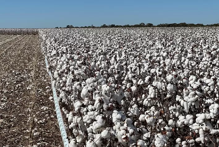 Brasil Inova no Cultivo de Algodão com Novas Cultivares Resistentes a Doenças e de Alta Qualidade