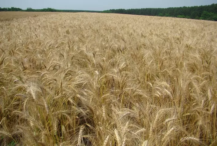 Produtores de trigo concentram esforços no campo enquanto clima mantém expectativas positivas
