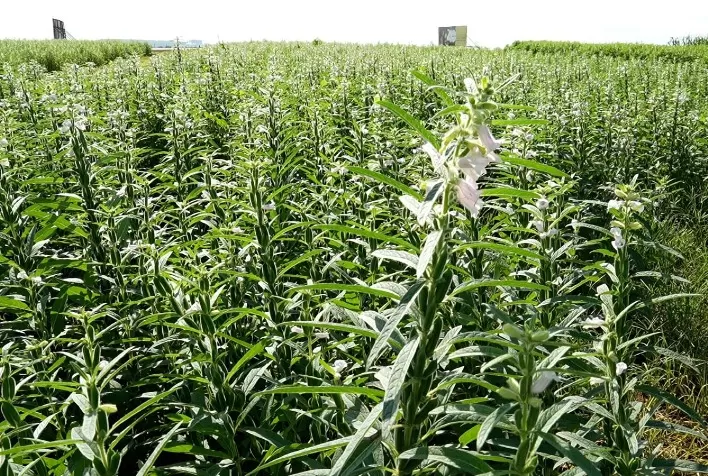 Proventus Field Day Apresenta as Perspectivas para o Cultivo de Gergelim em Mato Grosso