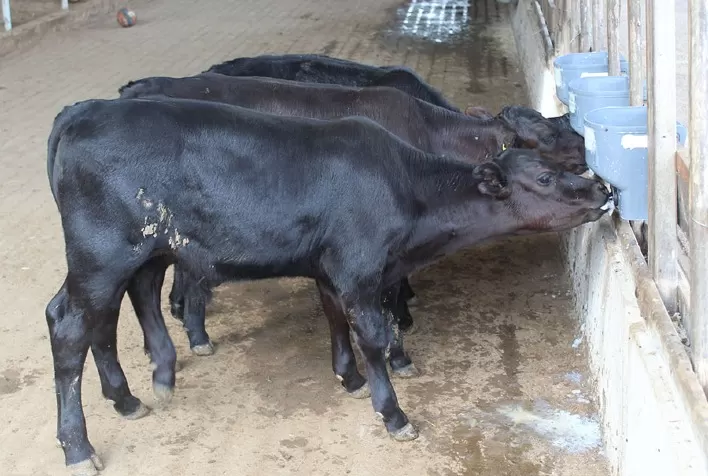 Brasil registra nascimento dos primeiros bezerros geneticamente editados para resistir ao calor