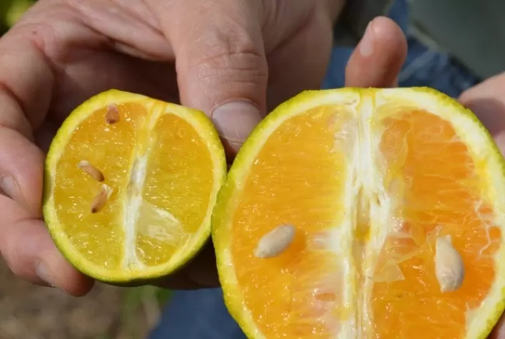 Custos em alta e avanço do greening colocam em risco a produção de laranja para a safra 2025/26