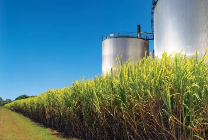 Produção de etanol impulsiona demanda interna por milho em 6,3% na safra 2024/25, enquanto exportações devem recuar