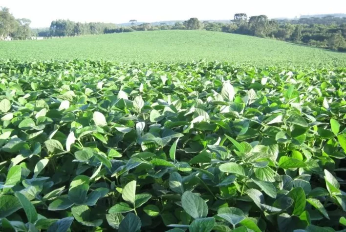 Safra 2025/2026: Cidasc divulga datas do vazio sanitário e da semeadura da soja em Santa Catarina