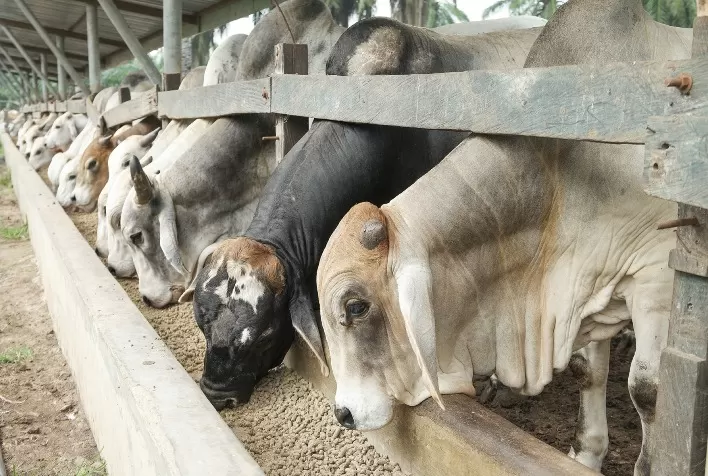 MFG Agropecuária investe em nutrição funcional para melhorar o bem-estar de bovinos confinados