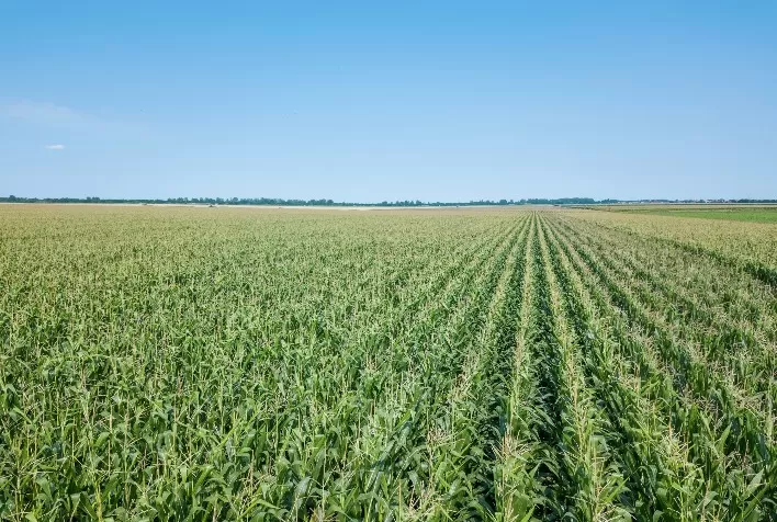 Área tratada com defensivos agrícolas cresce 1,8% no 1º trimestre de 2025, mas faturamento recua 11,1%
