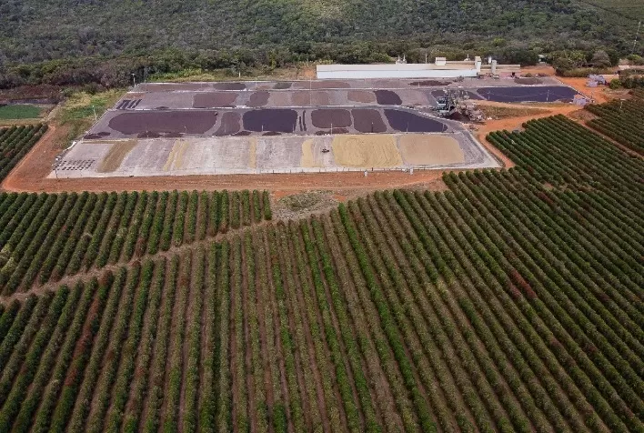 Guima Café investe em biochar para promover agricultura regenerativa e fortalecer sustentabilidade no cultivo do café