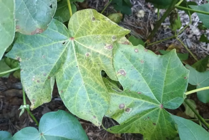 Manejo da mancha-alvo no algodão: estratégias para controle eficiente no Mato Grosso