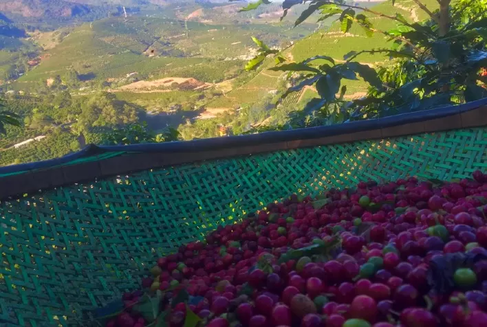 Mercado do café inicia semana em alta nas bolsas internacionais, com foco na nova safra brasileira e déficit global