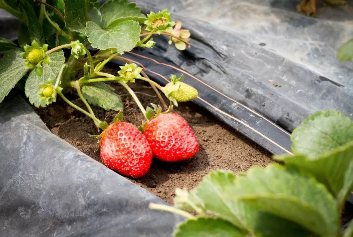 Morango no Rio Grande do Sul: Plantio e Colheita Avançam Conforme Expectativa