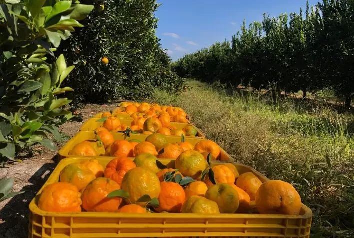 Paraná inicia colheita de tangerina com boa produtividade, apesar da queda nos preços