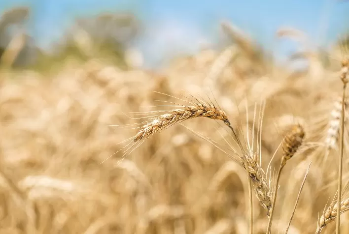 Estoques globais de trigo devem crescer em 2025/26, mesmo com menor produção nos EUA
