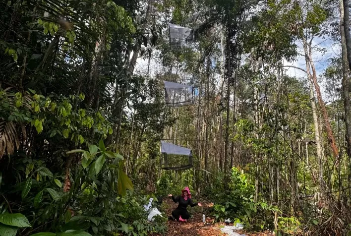 Estudo na Amazônia investiga diversidade de vespas parasitoides em lavouras de mandioca e sua importância para o controle biológico