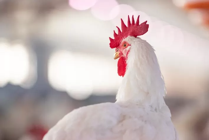 Gripe aviária: Agrodefesa reúne cadeia avícola de Goiás para reforçar ações preventivas