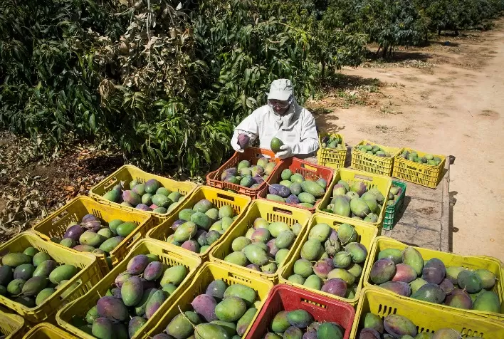 Colheita de manga em Minas Gerais avança lentamente, mas melhora climática pode impulsionar produção a partir de outubro