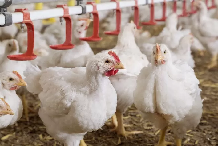 Confirmação de gripe aviária em matriz no RS acende alerta no setor de frango