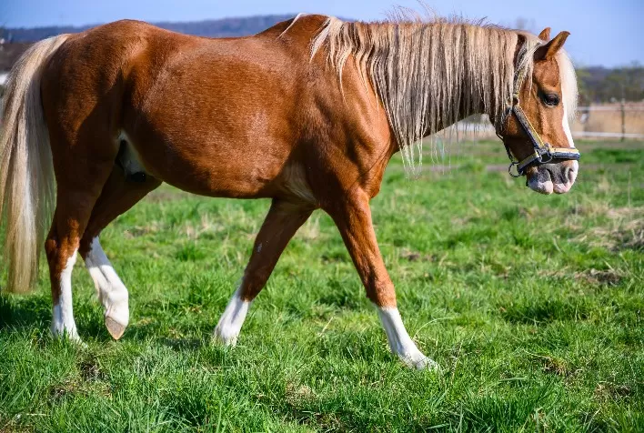 Doenças respiratórias em equinos: como influenza e garrotilho afetam a performance dos animais