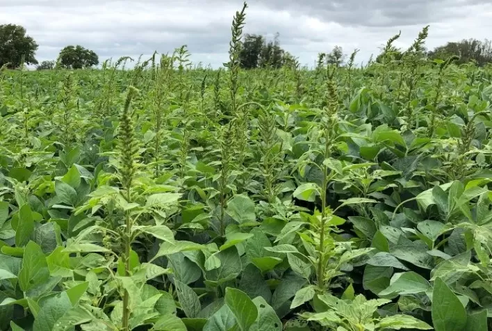 Caruru-palmeri: ameaça crescente à agricultura exige manejo integrado nas lavouras brasileiras