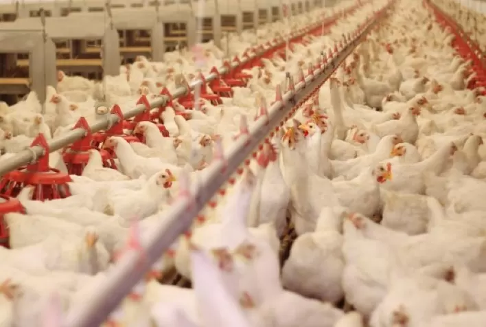 Brasil declara emergência zoossanitária após foco de gripe aviária e sofre suspensões em exportações de frango