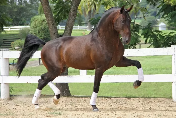 Expo Internacional do Cavalo Lusitano celebra 50 anos da ABPSL com programação variada em São Paulo