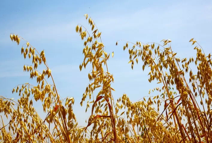 Paraná abre recebimento de propostas para subvenção do seguro rural de inverno