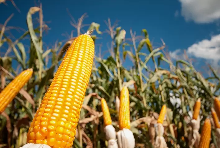 Mercado de milho enfrenta lentidão nas negociações e oscilações de preços no Brasil e no exterior