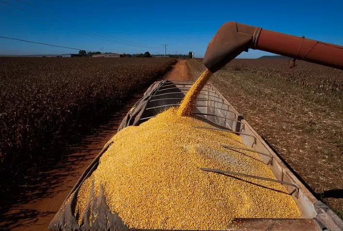 Colheita da safrinha de milho tem início em Mato Grosso e no Paraná, aponta AgRural