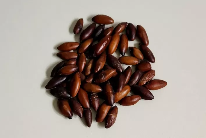 Popularização da castanha de baru é fundamental para fortalecer cadeia produtiva e preservar o Cerrado