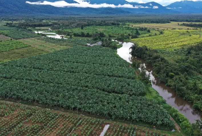Uso de drones reforça vigilância fitossanitária na bananicultura do litoral do Paraná