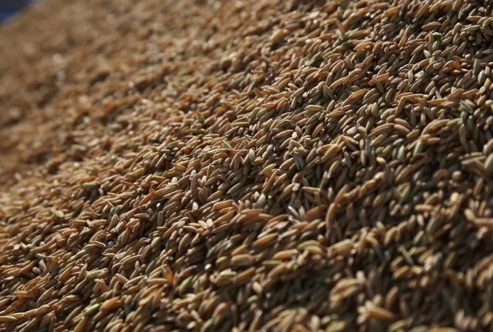 Preço do arroz não acompanha inflação e setor enfrenta desafios estruturais