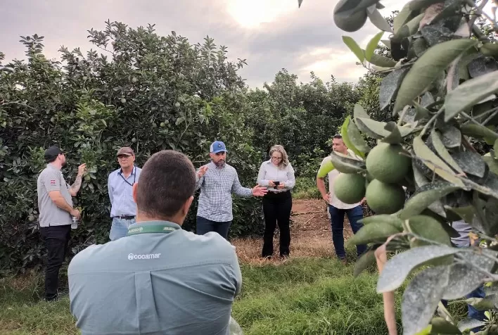 Paraná vira referência nacional no combate ao greening e recebe fiscais de SC e RS para intercâmbio técnico