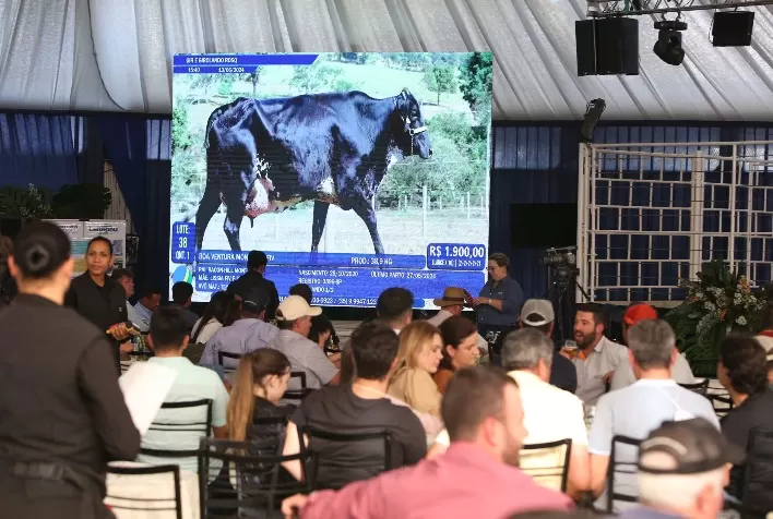 Megaleite 2025 terá mais leilões e lança plataforma digital para venda de animais leiteiros