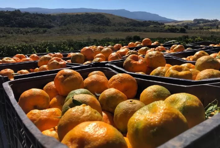 Alta oferta derruba preços de citros no RS e infestação de mosca-das-frutas acende alerta entre produtores