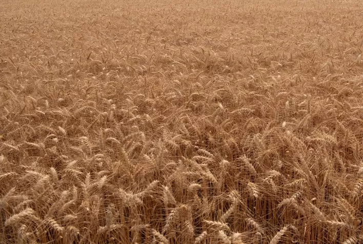 Índia prevê safra recorde de trigo e arroz e afasta necessidade de importações