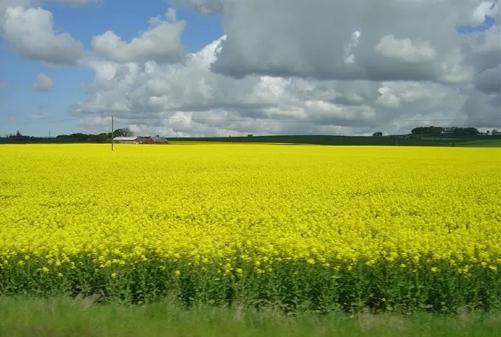 Canola nacional se destaca como fonte de combustível sustentável para aviação