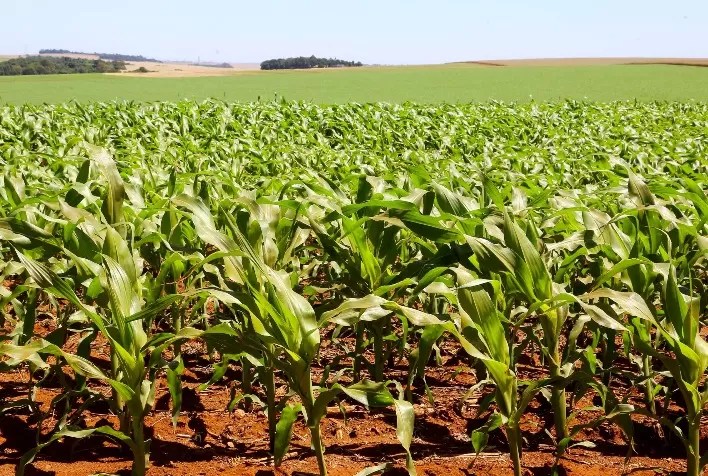 Paraná prevê safra recorde de milho em 2024/25, mesmo com impacto climático