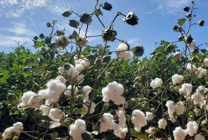 Bayer fortalece agricultura familiar com tecnologia e apoio à produção de algodão no norte de Minas